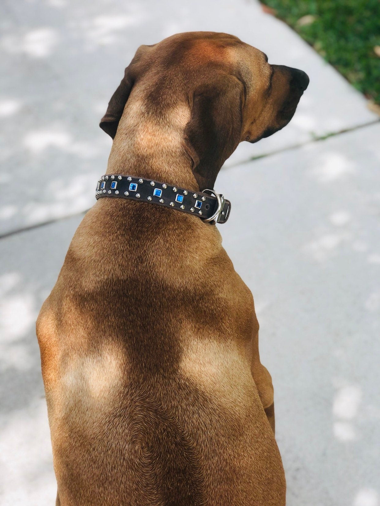 Baryte Square Jewel Leather Dog Collar – 1" Medium Dog Collar with Nickel Nameplate