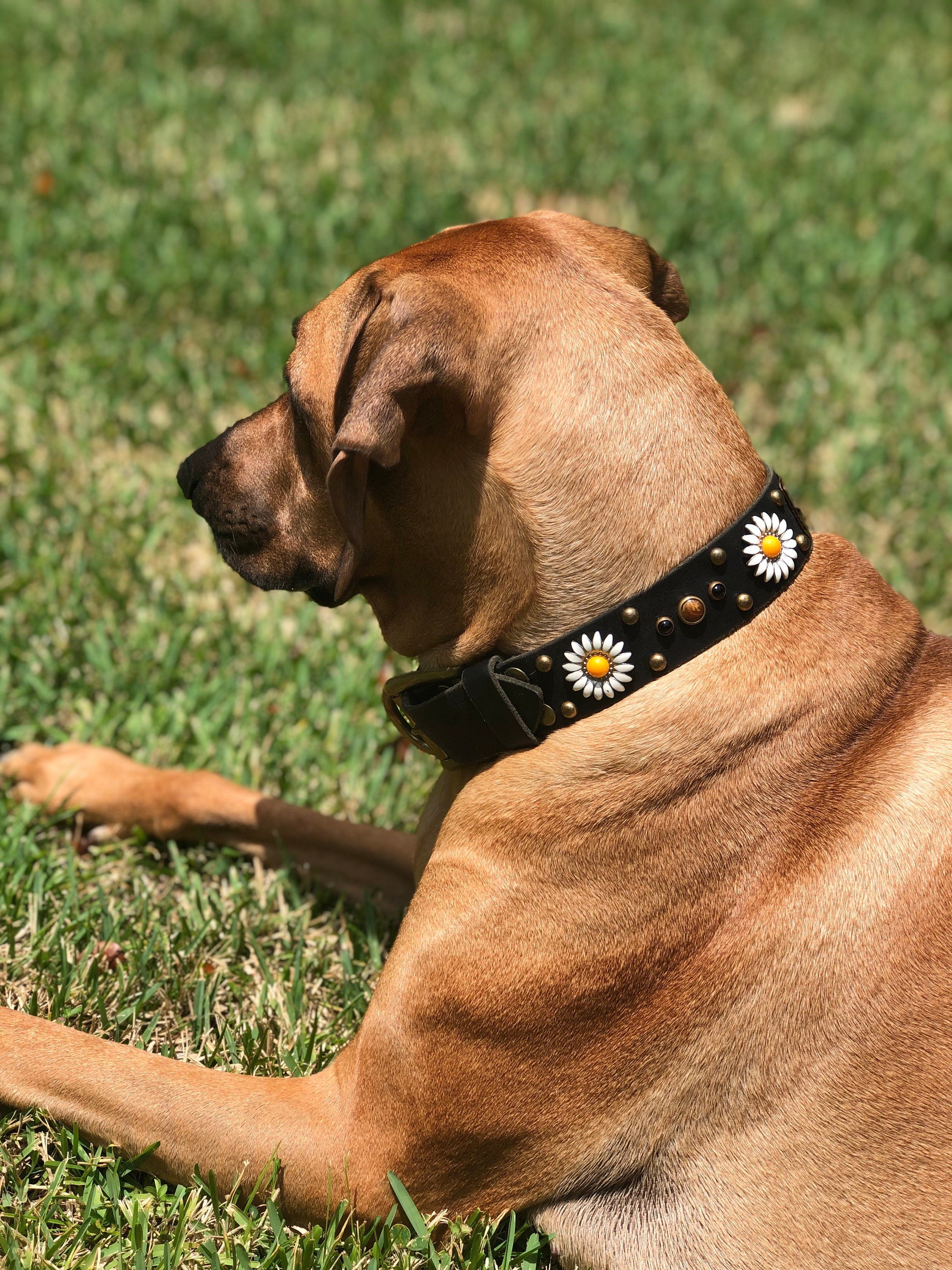 Daisy Leather Dog Collar – 1.5” Width