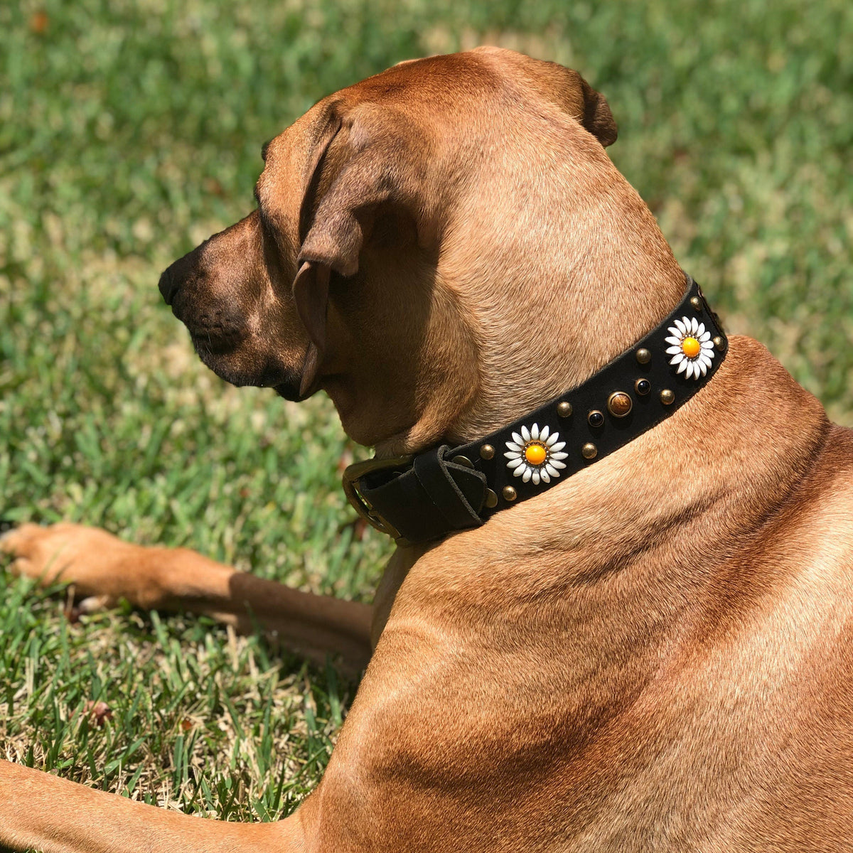 Rhodesian ridgeback wearing a black 1.5/" wide collar with yellow daisy and tiger eye sones