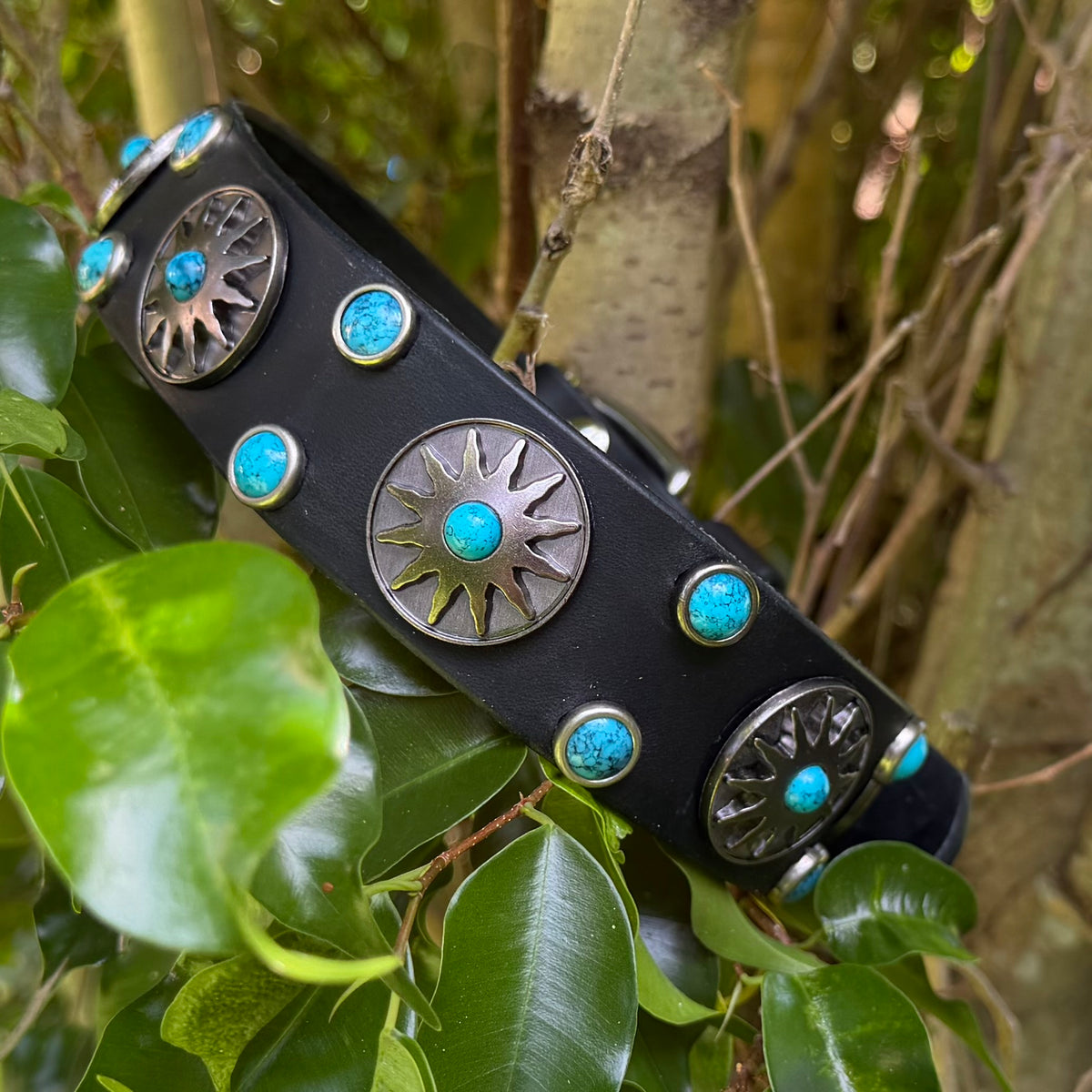 Black leather dog collar with Nickel starburst conchos and turquoise cabochons, photographed outdoors among green leaves