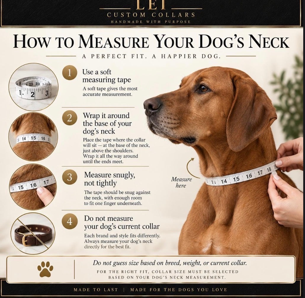 Daisy Crystal Leather Dog Collar – 1” Wide, Curved Crystal Design