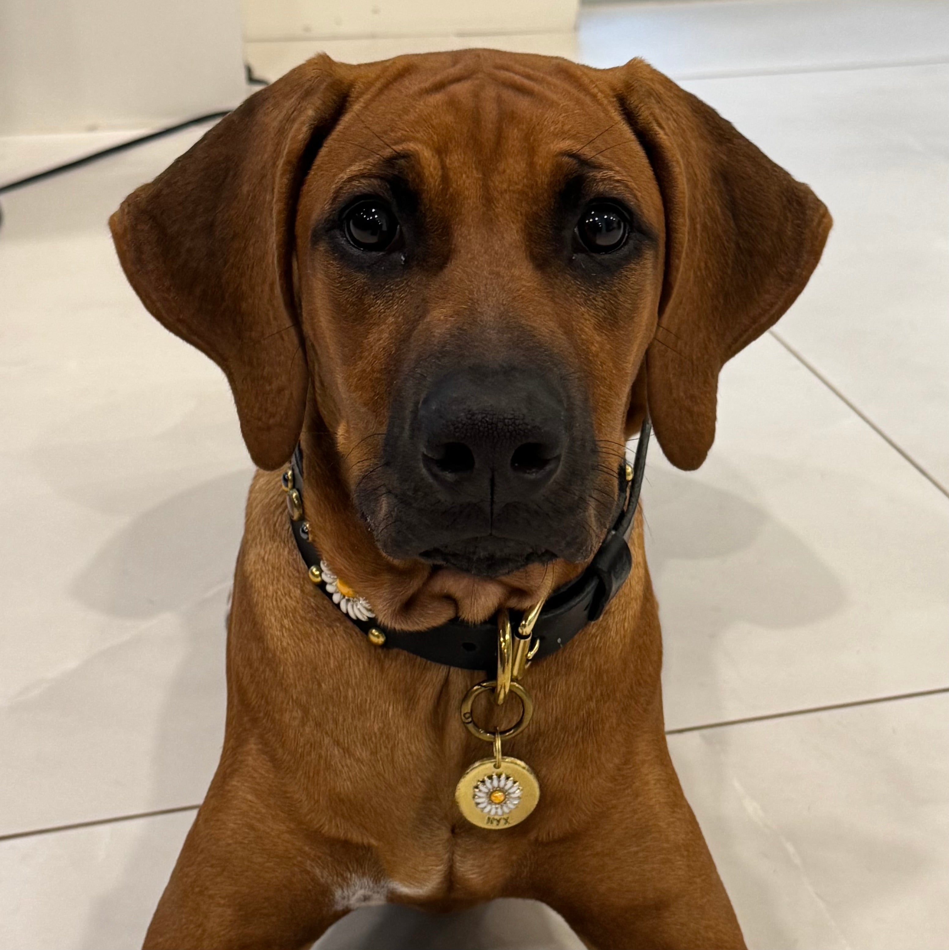 The Daisy Tag – Custom Hand Stamped Dog Tag | Lei Custom Collars