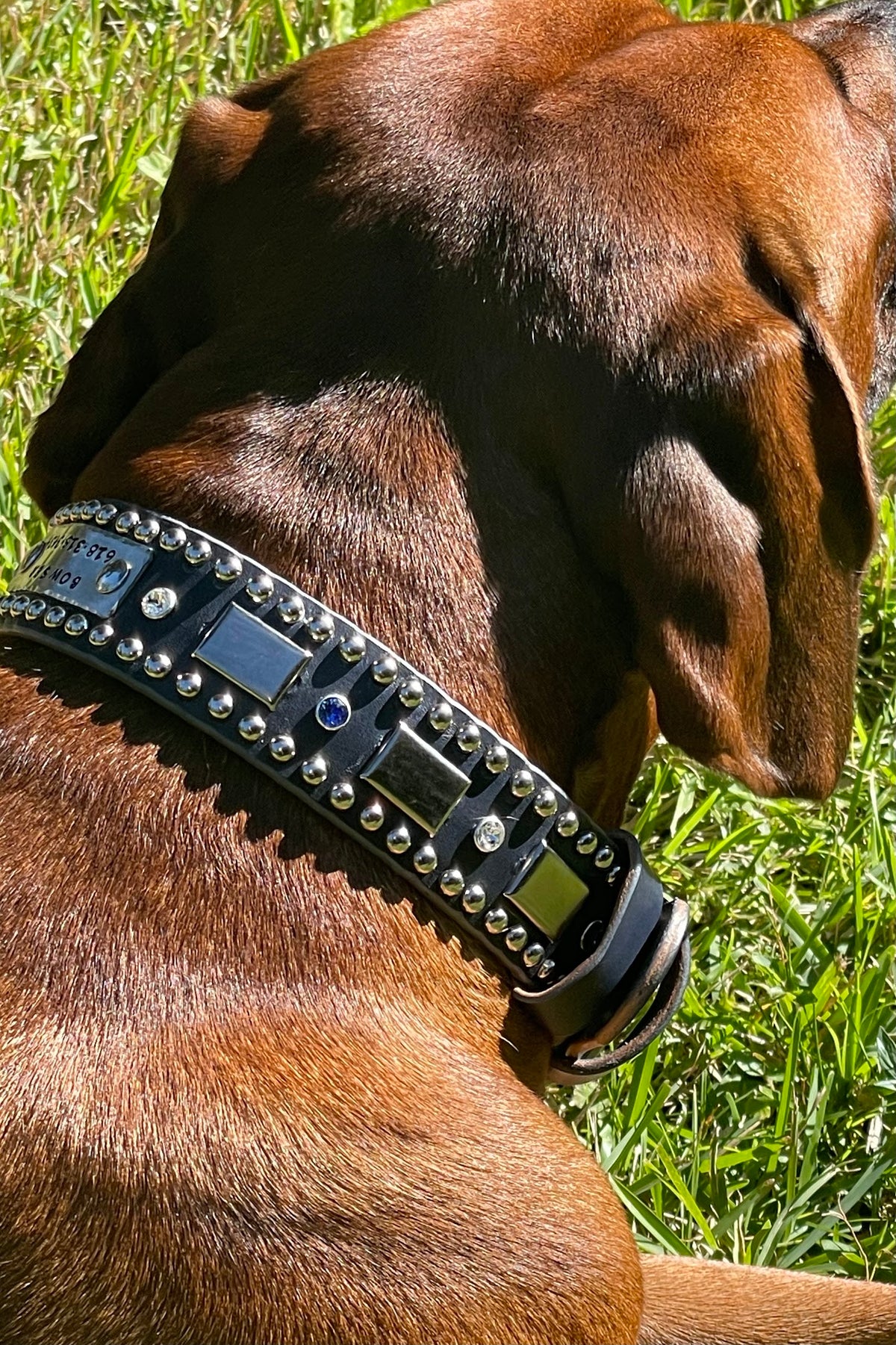 Attis Leather Dog Collar – 1.5" Crystal & Nickel Spots Statement Dog Collar with Personalized Nickel Nameplate