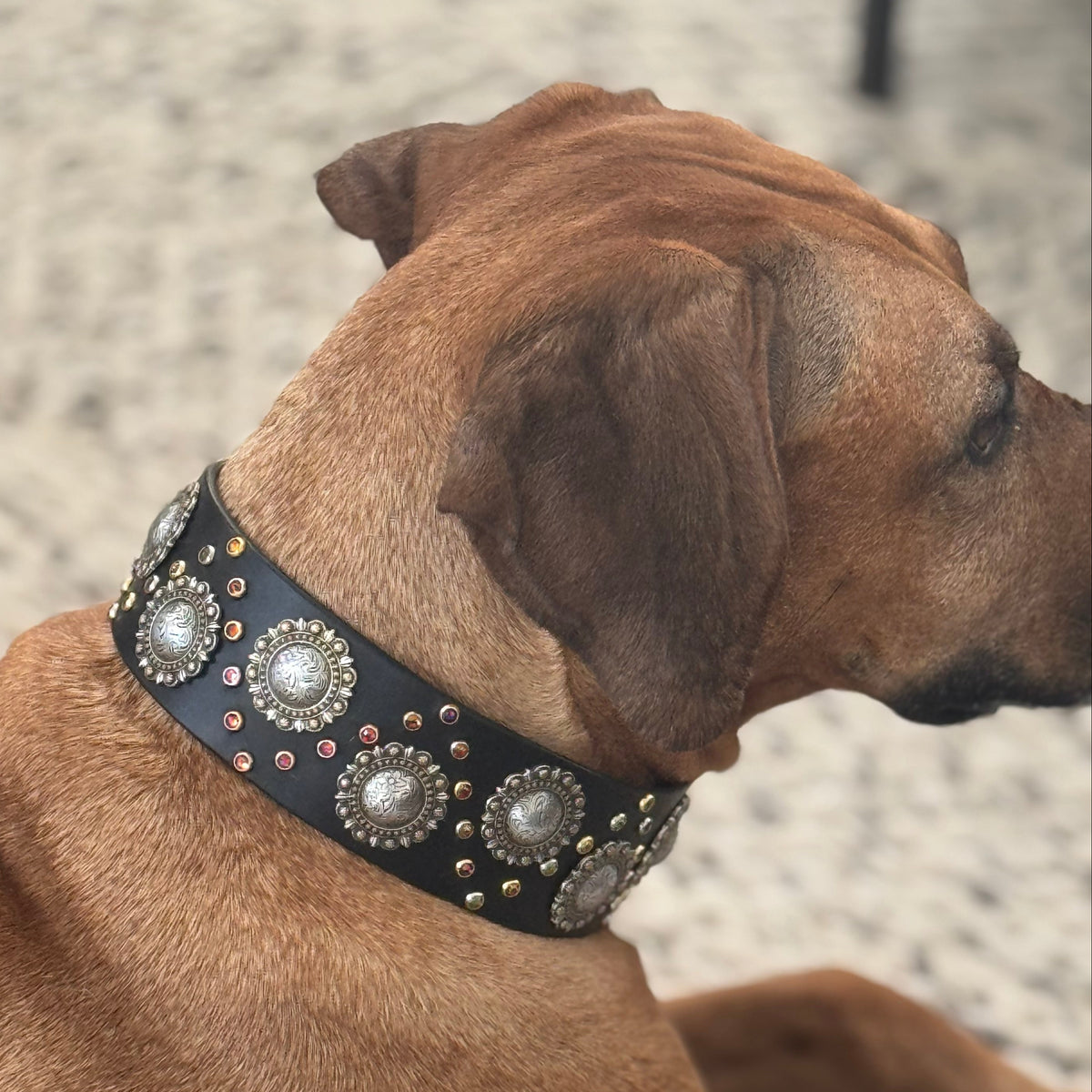 2" Berry Concho Swarovski Crystal Leather Dog Collar