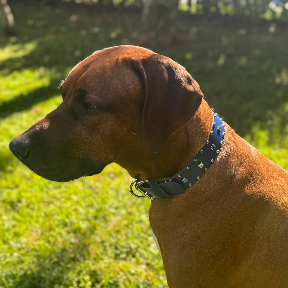 A brown dog sitting on a sunny green lawn, wearing a blue collar with white star-like details.