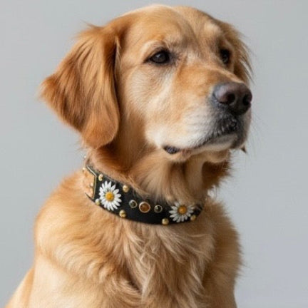 Dog wearing a collar with daisy patterns on a plain background