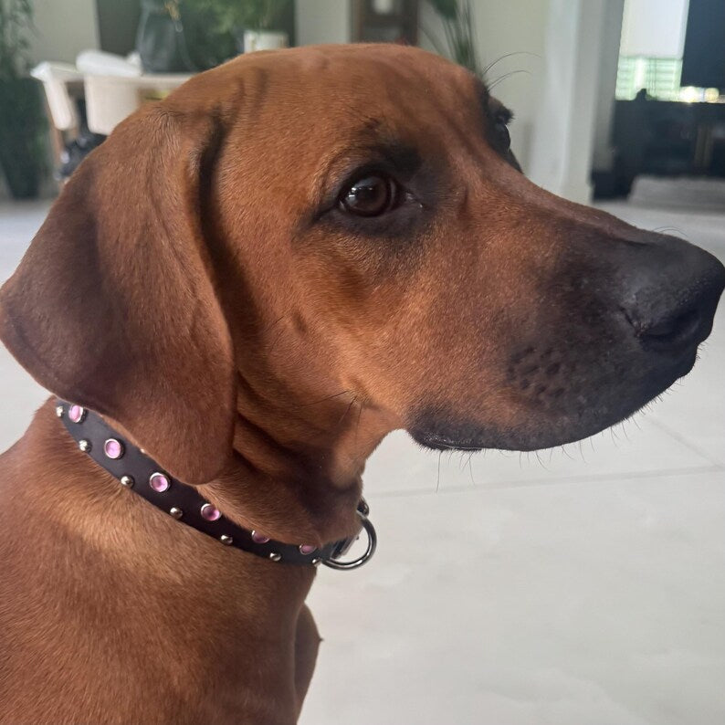 Dog wearing The Aurora Collar with pink cabochon gems