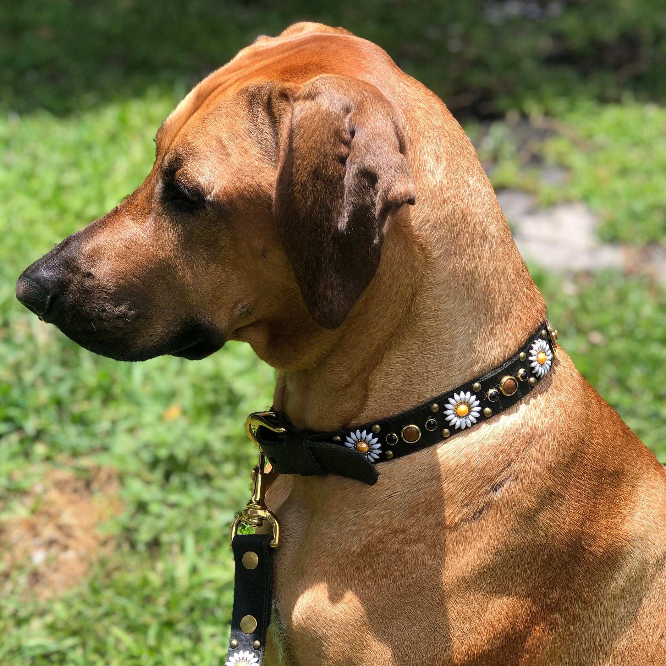 Daisy Leather Dog Collar – 1” Floral Collar with Marble Stones & Optional Nameplate