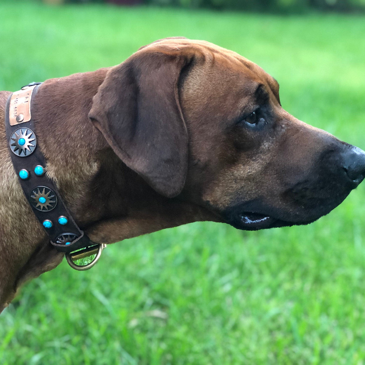 Rhodesian Ridgeback wearing a 1.5-inch brown leather dog collar with turquoise cabochons and Native Sun conchos.