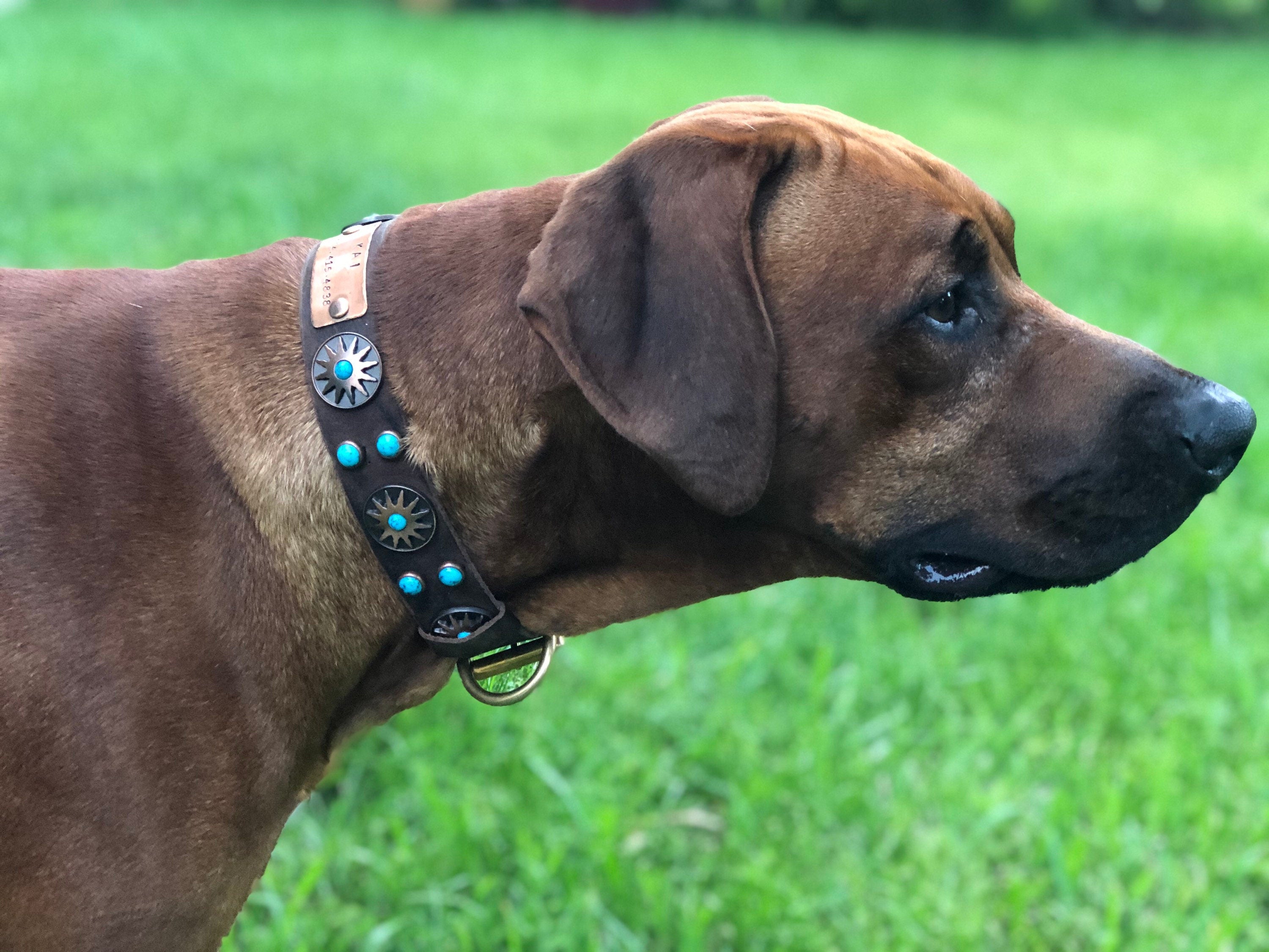 Western Native Sun Leather Dog Collar – 1.5" Turquoise & Copper Sun Concho Large Dog Collar