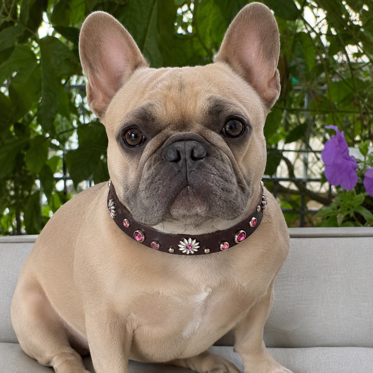 Daisy Crystal Leather Dog Collar – 5/8” Wide, Curved Crystal Design