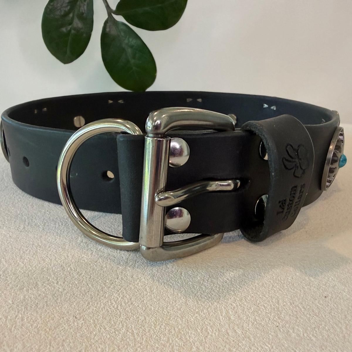A black leather dog collar with a polished silver-tone buckle, D-ring, and studs, featuring a decorative silver-toned concho with a turquoise accent on the end. The collar is displayed on a textured light beige surface with a green leafy plant in the background.