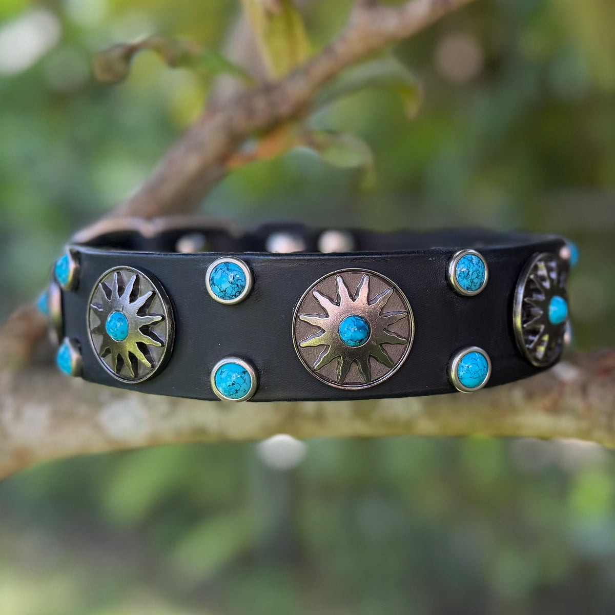 Black leather dog collar with Nickel Native Sun conchos and turquoise cabochons, displayed on a tree branch