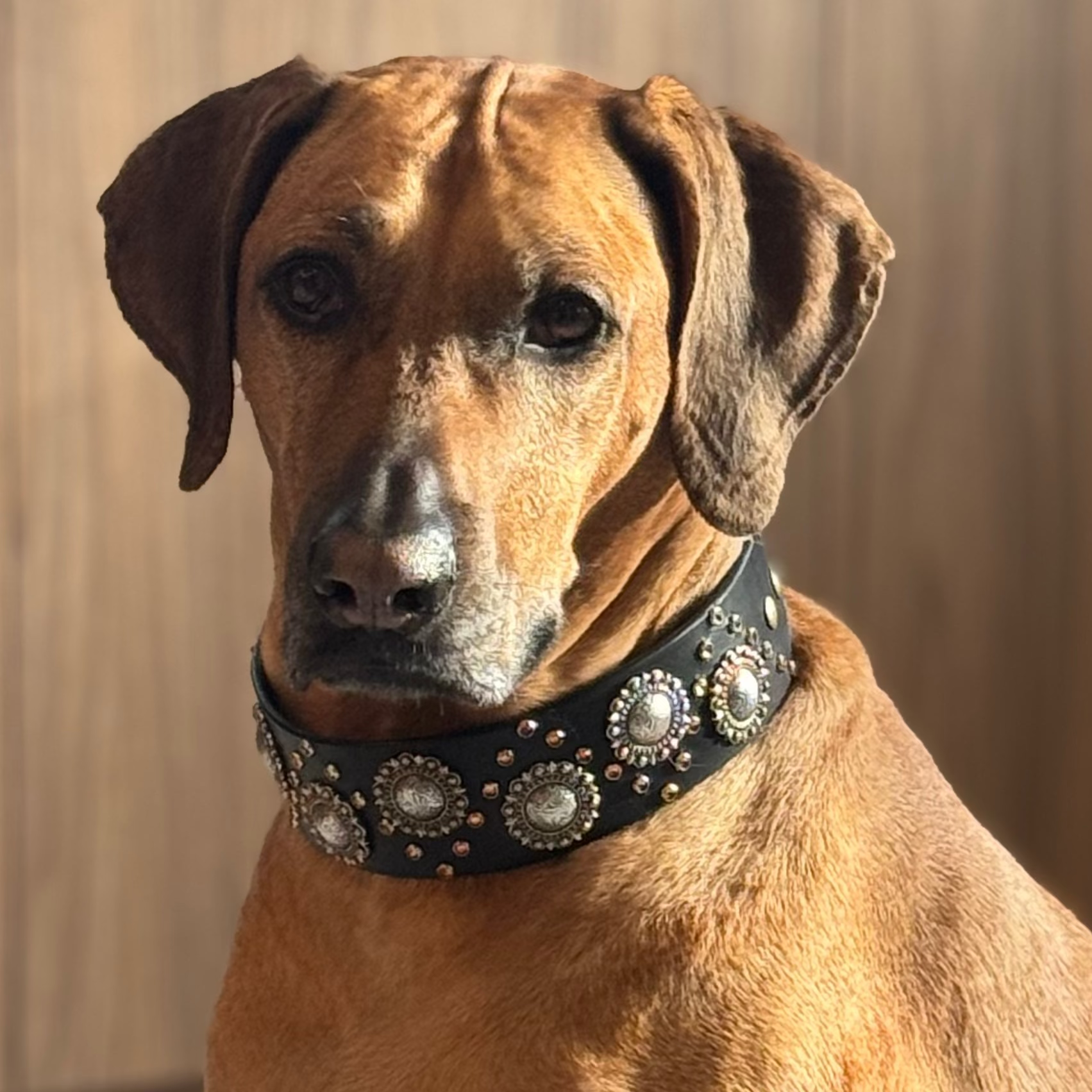 2" Berry Concho Swarovski Crystal Leather Dog Collar
