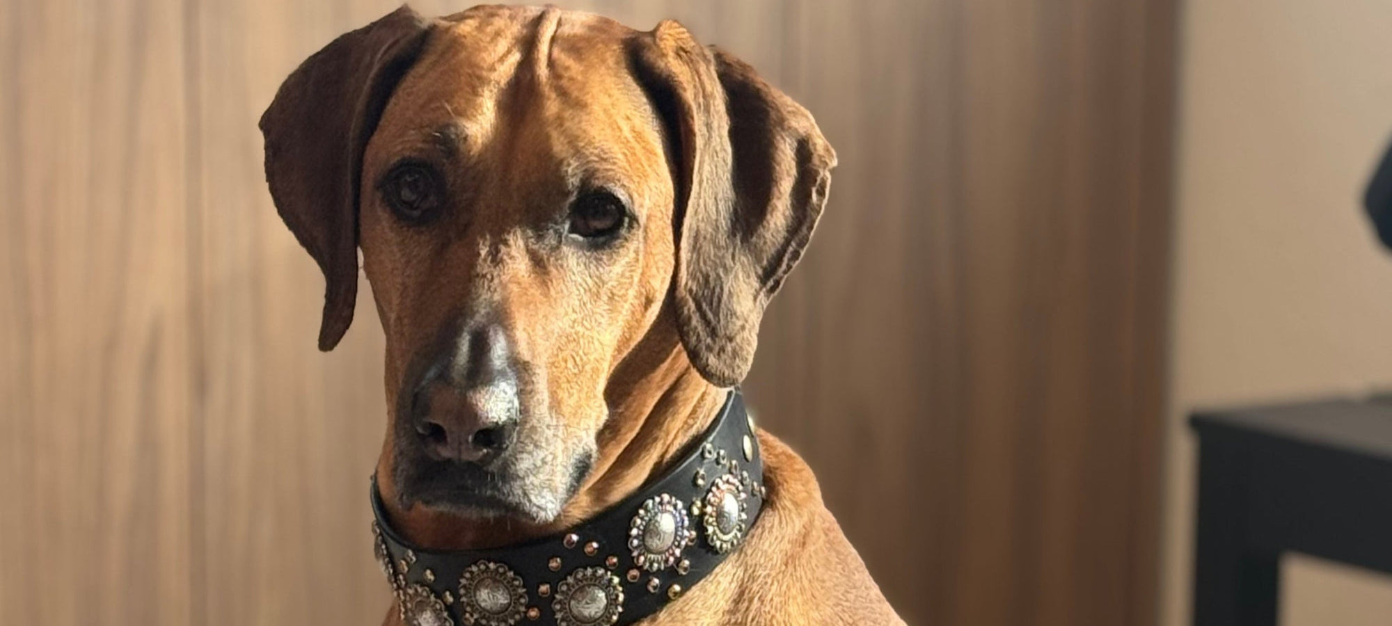 Luxury handmade black leather dog collar with silver conchos and brass studs worn by a Rhodesian Ridgeback, premium collar for large breeds