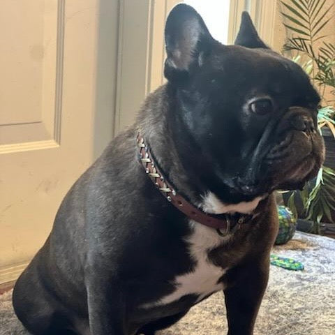 The Xcellent Collar – 3/4" | Handmade Leather Dog Collar with Premium Austrian & Czech Crystalsyes