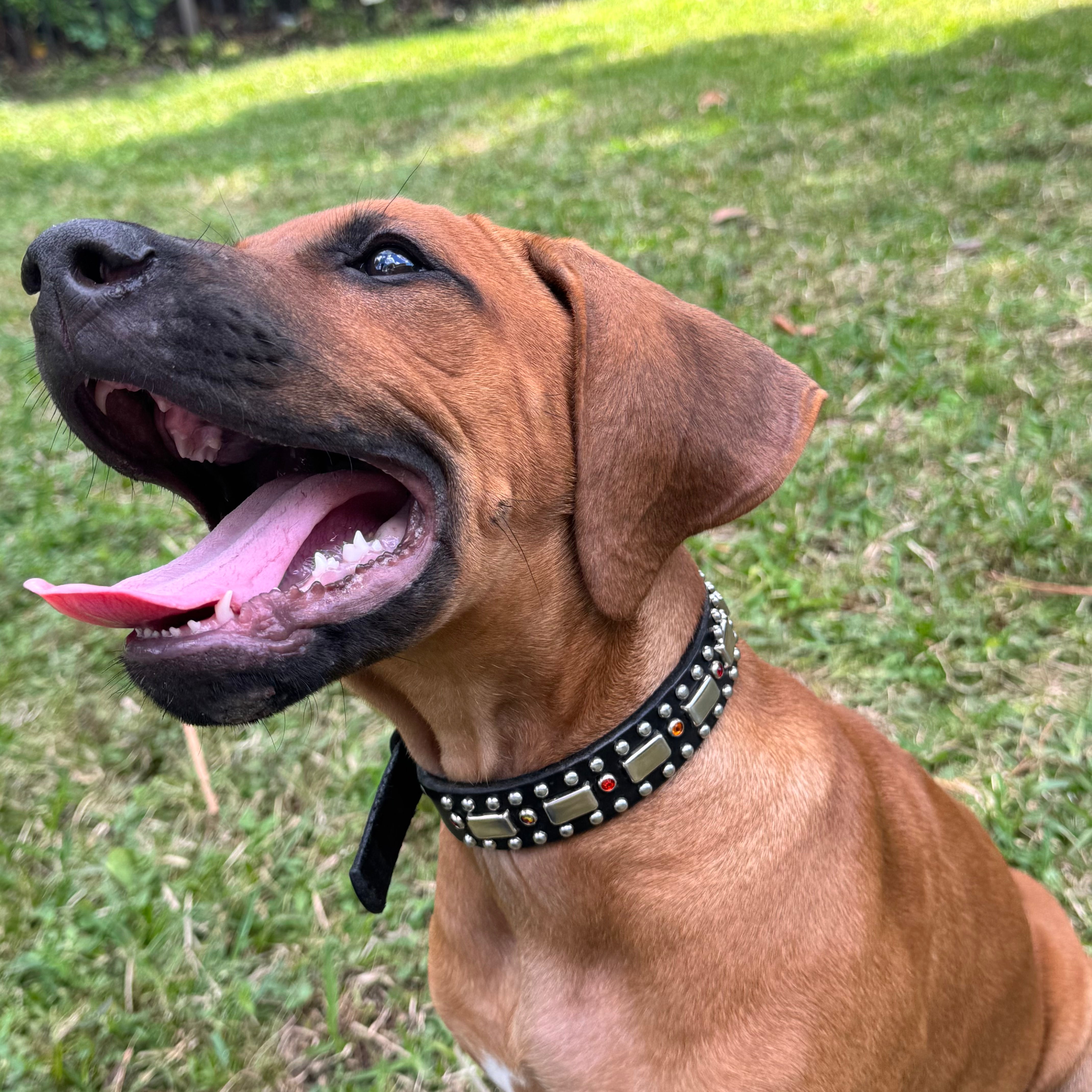 Young Rhodesian Ridgeback wearing a 1-inch wide black leather dog collar with orange Swarovski crystals and studded detailing, handcrafted and customizable