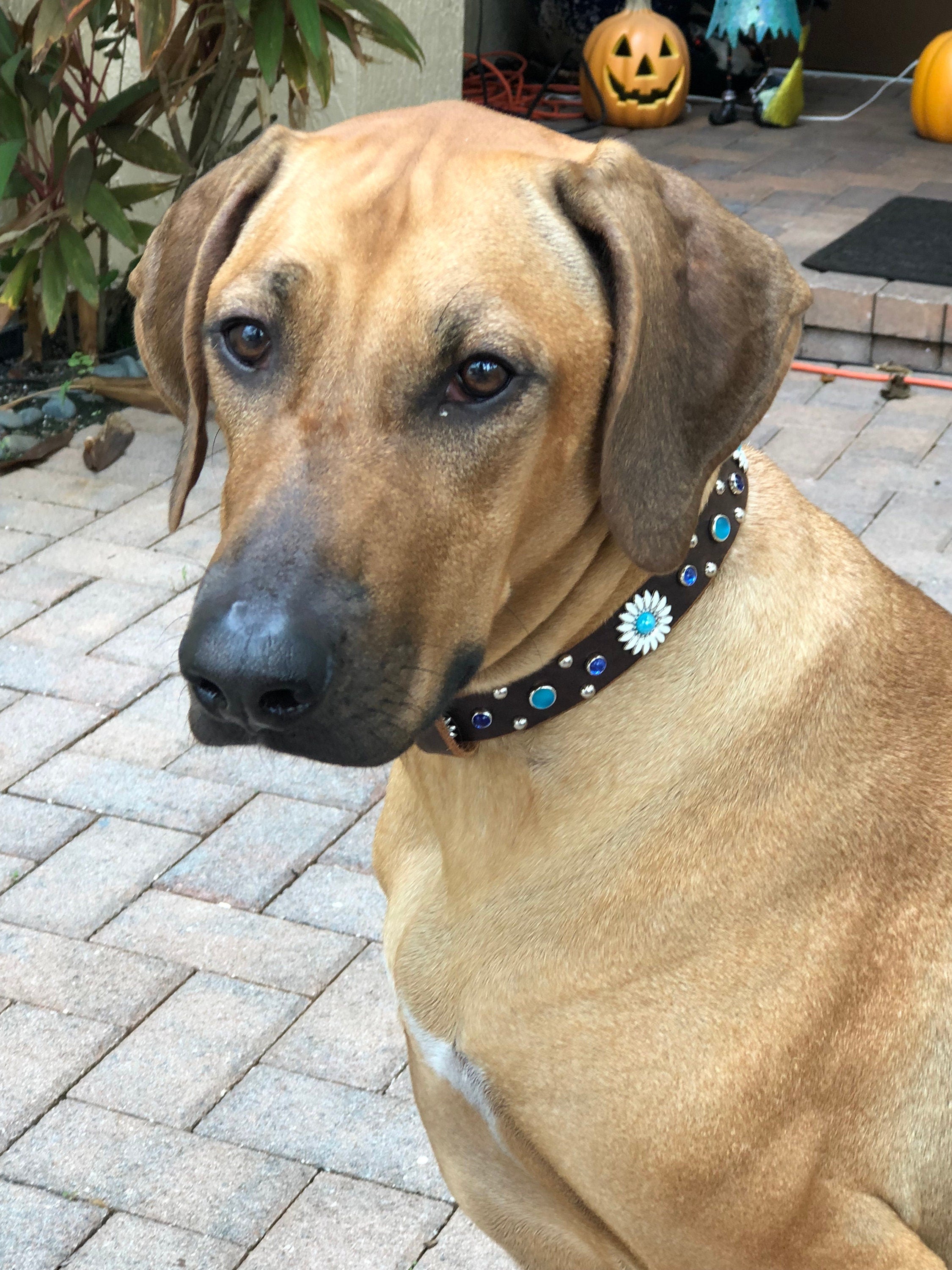 Adult Rhodesian Ridgeback wearing a brown leather dog collar with daisy concho accents and blue crystal details, photographed outdoors to highlight refined fit and handcrafted elegance.